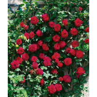 Rosa ´Clg. Crimson Glory´ / Ruža popínavá červená, krík, BK