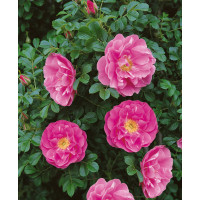 Rosa rugosa syn. villosa ´Karpatia´ / Ruža plodová, 30-40 cm, K9
