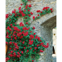 Rosa ´Clg. Paul´s Scarlet´ / Ruža popínavá, krík, C3