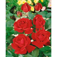 Rosa ´Mr. Lincoln´ / Ruža čajohybrid tmavočervená, krík, BK