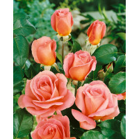 Rosa ´Tiffany´ / Ruža čajohybrid ružová, krík, BK