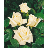 Rosa ´White weekend´ / Ruža čajohybrid biela, krík, BK