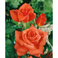 Rosa ´Monica´ / Ruža čajohybrid oranžovočervená, krík, BK