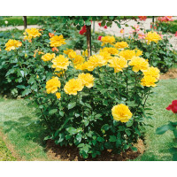 Rosa ´Casanova´ / Ruža čajohybrid žltá, krík, BK