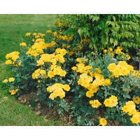 Rosa ´Citron´ / Ruža mnohokvetá žltá, C2