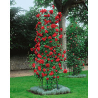 Rosa ´Clg. Paul Scarlet´ / Ruža popínavá červená, krík, BK