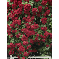 Rosa ´Clg. Crimson Glory´ / Ruža popínavá červená, krík, BK