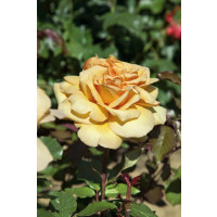 Rosa ´Consul´ / Ruža čajohybrid oranžová, krík, C3