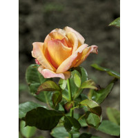 Rosa ´Consul´ / Ruža čajohybrid oranžová, krík, C3