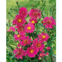 Aster novi-belgii 'Royal Ruby' / Astra novobelgická, K9