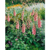 Digitalis mertonensis / Náprstník, K9