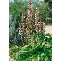 Acanthus hungaricus / Akant, K9