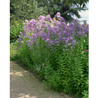 Campanula lactiflora ´Loddon Anna´ / Zvonček širokolistý, K9