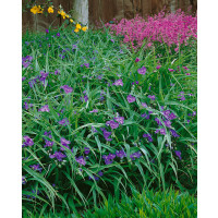 Tradescantia andersoniana ´Violet´ / Tradeskancia záhradná, K9