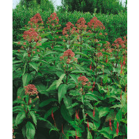 Eupatorium maculatum 'Atropurpureum' / Konopáč škvrnitý, C1