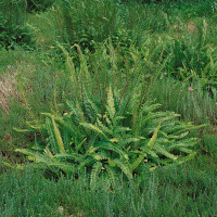 Blechnum spicant / Rebrovka rôznolistá, K9