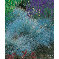Festuca glauca ´Elijah Blue´ / Kostrava modrá, K9