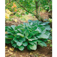 Hosta ´Big Daddy´ / Hosta / Funkia, K14