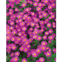 Aster dumosus 'Kassel' / Astra, K9