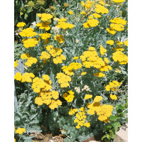 Achillea hybride ´Moonshine´ / Rebríček, K9