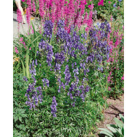 Aconitum napellus / Prilbica, K9