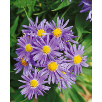Aster dumosus ´Prof. Kippenberg´ / Astra krovinatá modrá, K9