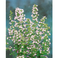 Calamintha nepeta ssp. Nepeta / Marulka kocúrnik, K9