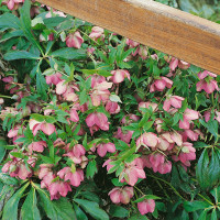 Helleborus orientalis ´Ballard Hybrids´ / Čemerica, K9
