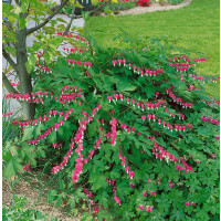 Dicentra spectabilis ´Rose´ / Srdcovka nádherná tmavoružová, K9