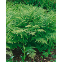 Athyrium filix-femina / Papraďka samičia, K9
