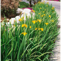 Iris pseudacorus / Kosatec žltý, K11