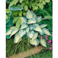 Hosta 'June' ® (× tardiana) , K9