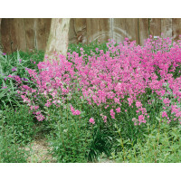 Lychnis viscaria ´Splendens´ / Smolníčka obyčajná, Kukučka smolničková, K9