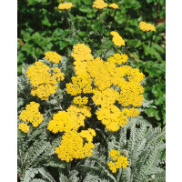 Achillea hybride ´Moonshine´ / Rebríček, K9