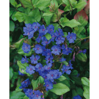 Ceratostigma plumbaginoides / Rohoblizník olovníkovitý, K9