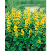 Lysimachia punctata / Čercháč bodkovaný, K9