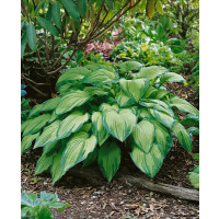 Hosta fortunei ´Albopicta´ / Hosta / Funkia, K14