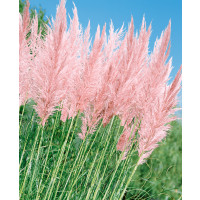 Cortaderia sell. 'Pink Feather' / Kortadéria pampová ružová, K9