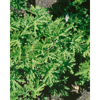 Pelargonium citr. ´Moskito Schocker´ / Muškát odpudzujúci komáre, bal. 3 ks, 3x K7