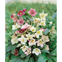Helleborus orientalis ´Ballard Hybrids´ / Čemerica, K9