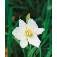 Hemerocallis 'Gentle Shepherd' / Ľaliovka, K13