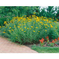 Achillea filipendulina ´Parker´s Variety´, K9