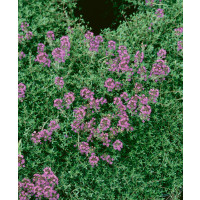 Thymus praecox ´Coccineus´ / Materina dúška včasná, K9