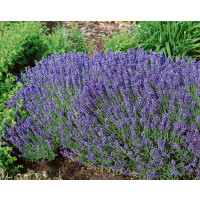 Lavandula angustifolia ´Hidcote Blue´ / Levanduľa úzkolistá, pack 10 ks