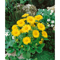 Doronicum orientale ´Little Leo´ / Kamzičník východný, K9