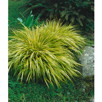 Hakonechloa macra ´Aureola´ / Hakonechloa, mladá r., K9