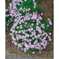 Phlox subulata ´Emerald Cushion Blue´ / Flox šidlolistý, K9