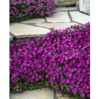 Aubrieta hybrid ´Royal Red´ / Tarička, K9