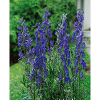 Aconitum napellus / Prilbica, K9