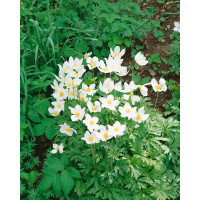 Anemone sylvestris / Veternica lesná biela, K9